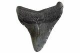 Juvenile Megalodon Tooth - South Carolina #325215-1
